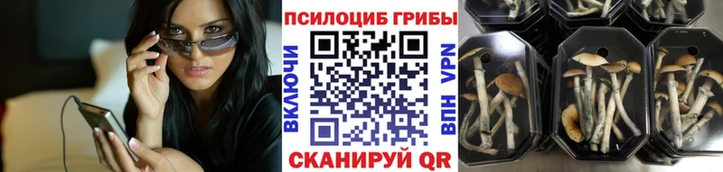 Псилоцибиновые грибы Cubensis  где можно купить   Чайковский 